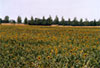 campo di girasoli
