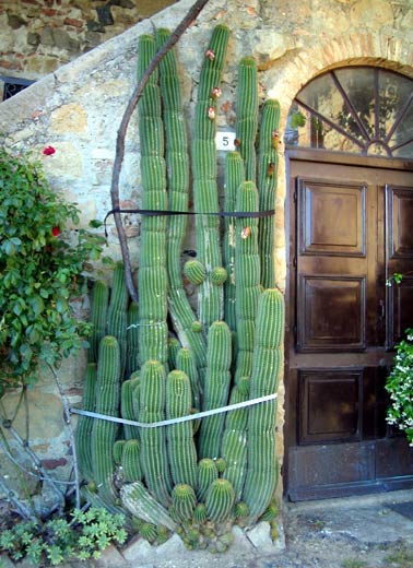 cactus