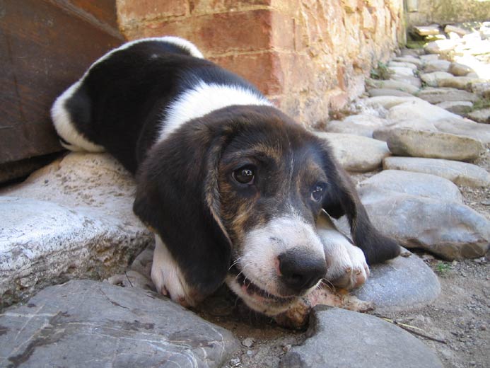 cane cucciolo