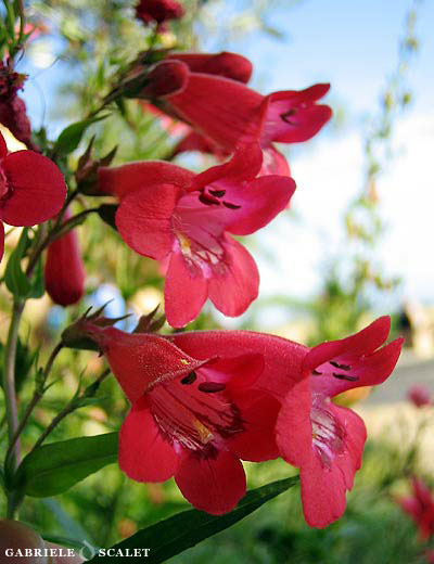 campanule rosse