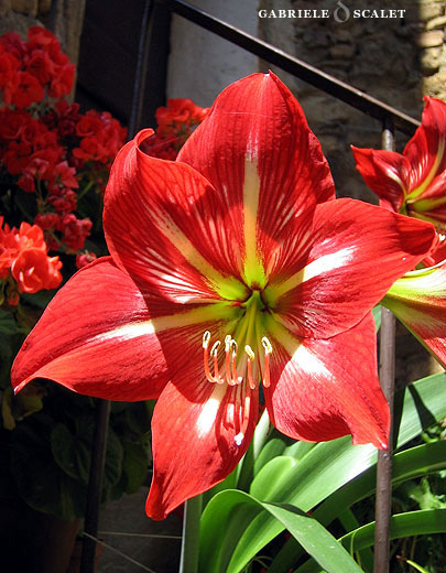 fiore rosso