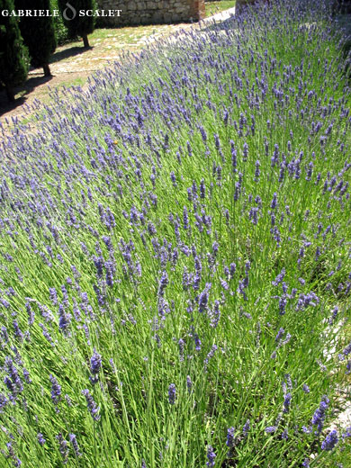 lavanda