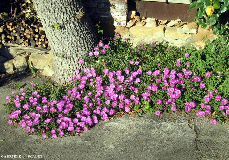 fiore viola