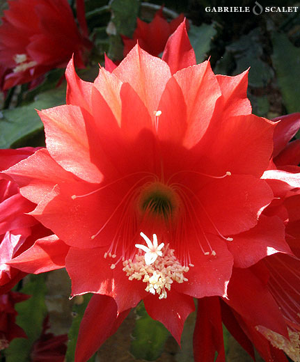 red flower