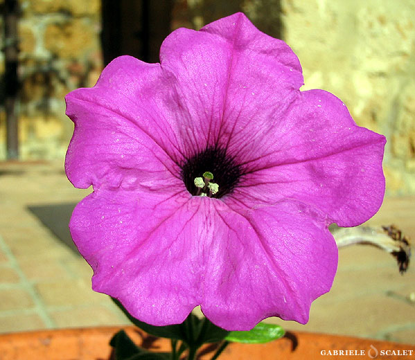 fiore viola