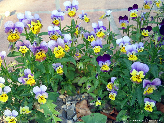 violette