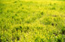 toscana prato verde