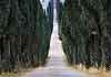 vialone di cipressi