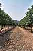 vigna in prospettiva