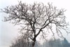 Albero