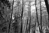 Fitto bosco