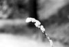 Macro di un filo d'erba