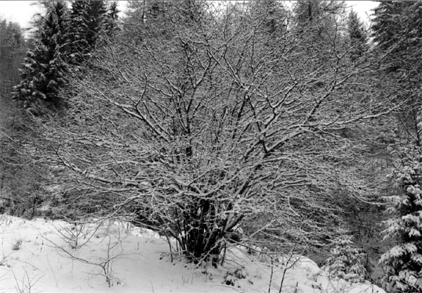Cespuglio innevato