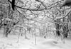 Sottobosco innevato