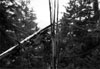 Albero spezzato